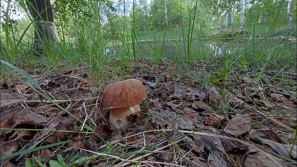 Участок, 12 соток, Логойский р-н, деревня Чуденичи